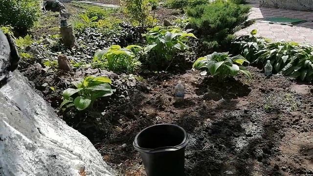 Что я Сегодня Делала. Наконец Нашла Спорыш на Огороде. смотреть онлайн