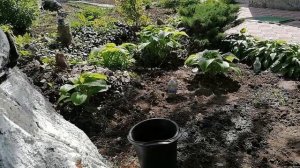 Что я  Сегодня Делала. Наконец Нашла Спорыш на Огороде.