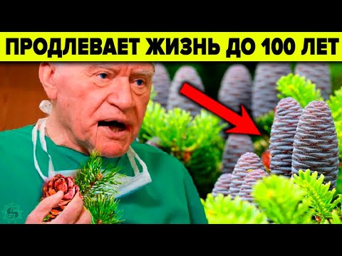 ПОЧЕМУ ВРАЧИ ЭТО ЗАБЫЛИ?? ПИХТА - 9 уникальных целебных свойств смотреть онлайн