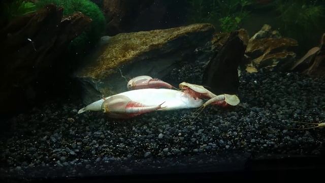 Feeding lance-fish to triops! смотреть онлайн