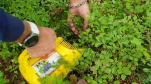 Как правильно собирать чернику плодосборником