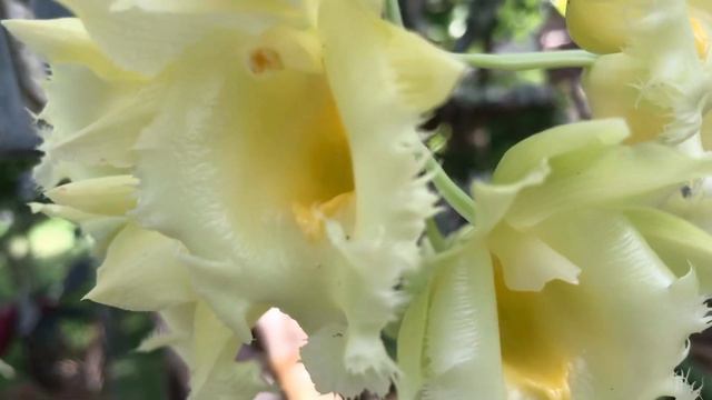 Clowasetum Wyche’s Bumble Bee смотреть онлайн