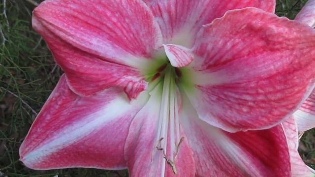 Cherry Blossom Amaryllis Hippeastrum смотреть онлайн
