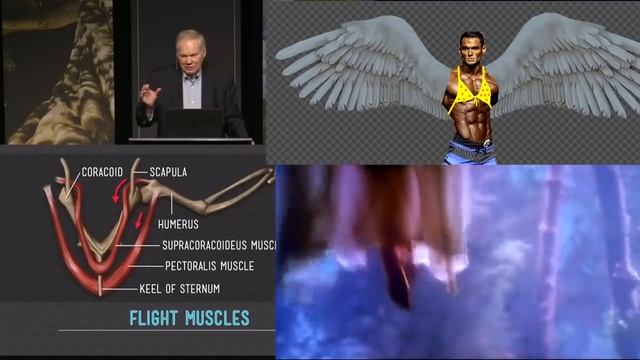 Birds Are definitely Dinosaurs pt5 - coracoid process смотреть онлайн