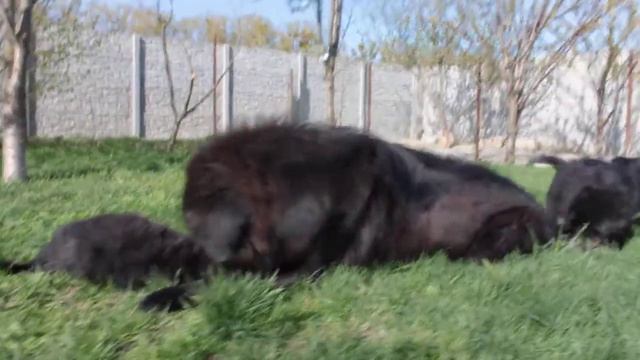 Тибетский Мастиф - папа и дети, знакомство) смотреть онлайн