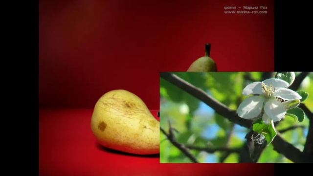 Цветы дицентры Льдинка Цветок11.mpg смотреть онлайн