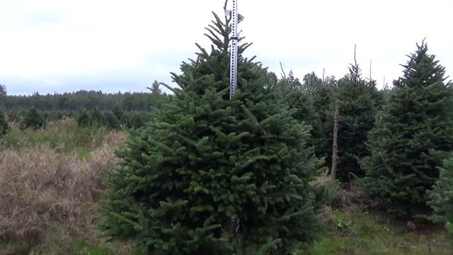 Пихта Фразера (срезанная новогодняя пихта)  22170