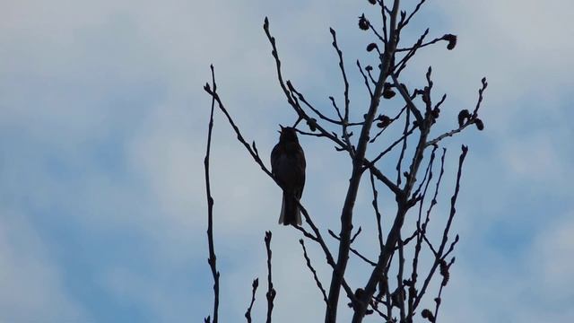 пение дрозда белобровика смотреть онлайн