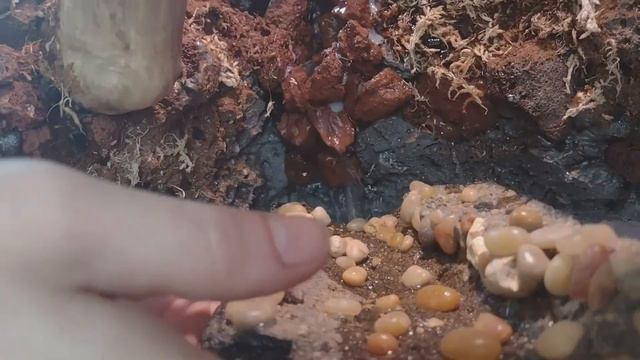 Building a Natural Active Palludarium for a Golden Gecko with a REAL WATERFALL смотреть онлайн