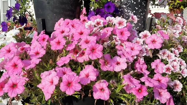 СОРТА ПЕТУНИИ КОТОРЫЕ НЕ НУЖДАЮТСЯ В СТРИЖКЕ. ЭТИ СОРТА БУДУ СОХРАНЯТЬ ЧЕРЕНКАМИ. ЧАСТЬ 1. смотреть онлайн