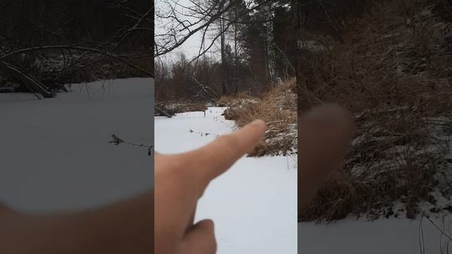 охота на бобра, запруда бобра, речной бобр, охота зимой, река, норка, колонок, охота в сибири, смотреть онлайн