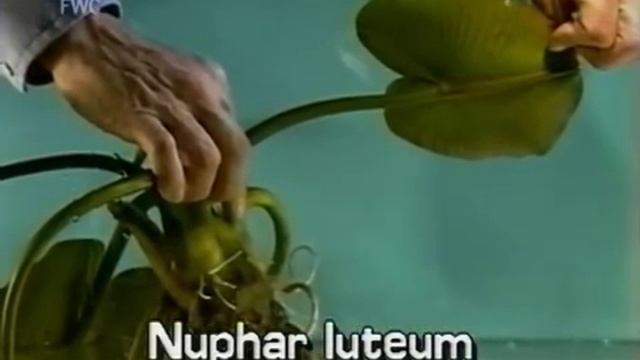 spatterdock / cow lily (Nuphar lutea subsp. advena) смотреть онлайн