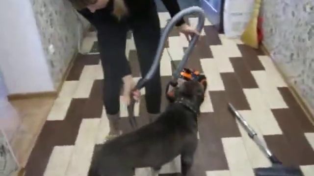 уборка шерсти домашних животных . Пылесос смотреть онлайн