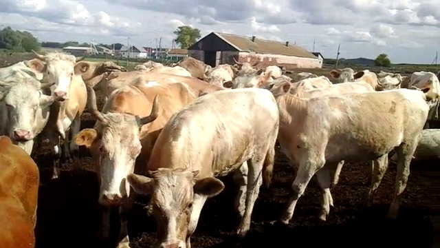 20150719_165005 смотреть онлайн