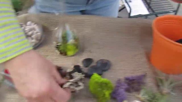 The Tillandsia Trend in Home and Gardens смотреть онлайн