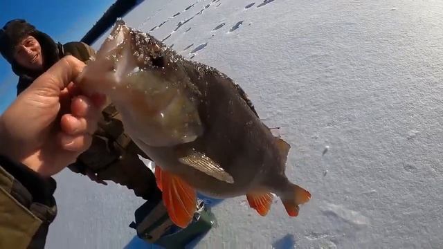 Вот это монстр! Вот это окунь! смотреть онлайн