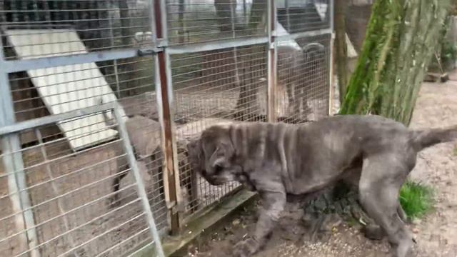 MASTINO NAPOLETANO MOLVEDO & MASINO non scorre buon sangue fra i due смотреть онлайн