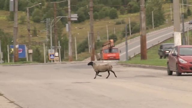 Блудная Овечка смотреть онлайн