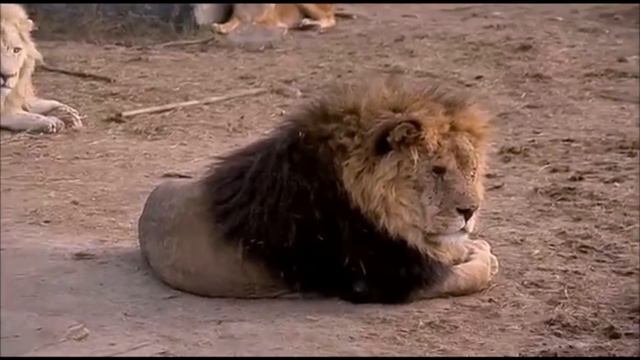 Олег Зубков у львов. Парк львов Тайган смотреть онлайн