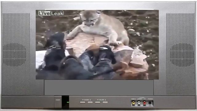 Горный лев против собак. Лучшие бои животных. Жизнь в дикой природе смотреть онлайн