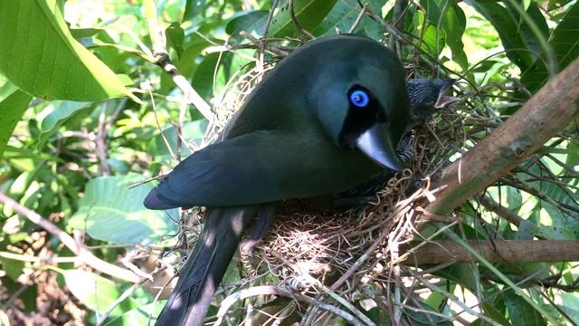 Hungry Baby Bird Can’t Eat Because It’s Not Safe – Naughty Chick Hiding Under Mother's Wings E165 смотреть онлайн