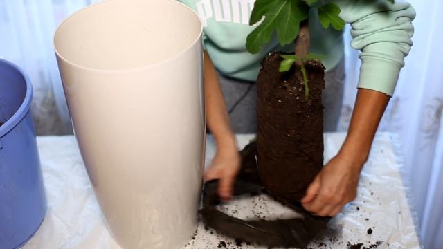 Что делать с саженцем инжира если вы приобрели его осенью. Выращиваем инжир. смотреть онлайн