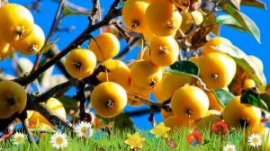 Яблоня золотистая Китайка золотая ? Обзор: посадка и уход. крупномеры яблони: описание и особенност