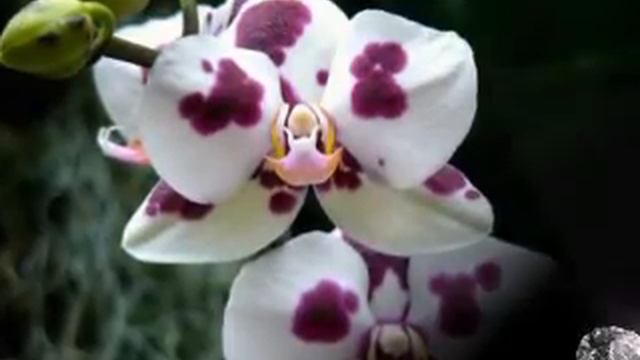 Romantica-Sofia Rotaru