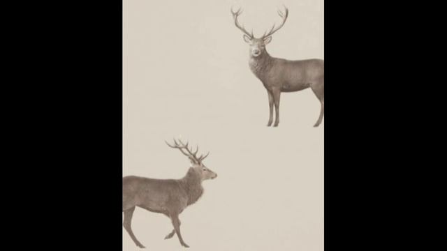 обои животные