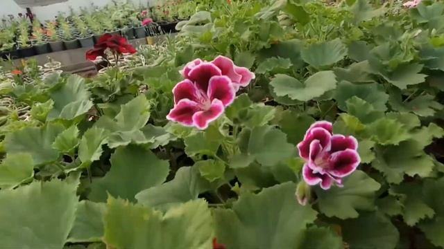 Пеларгония, раннее цветение, важные моменты в уходе зимой Защита, удобрения. смотреть онлайн