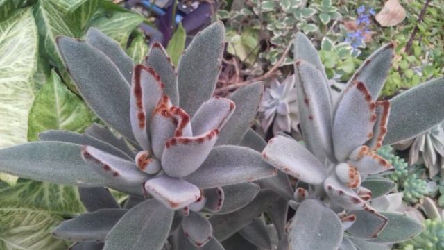 Lindas Plantas 🌱🌿