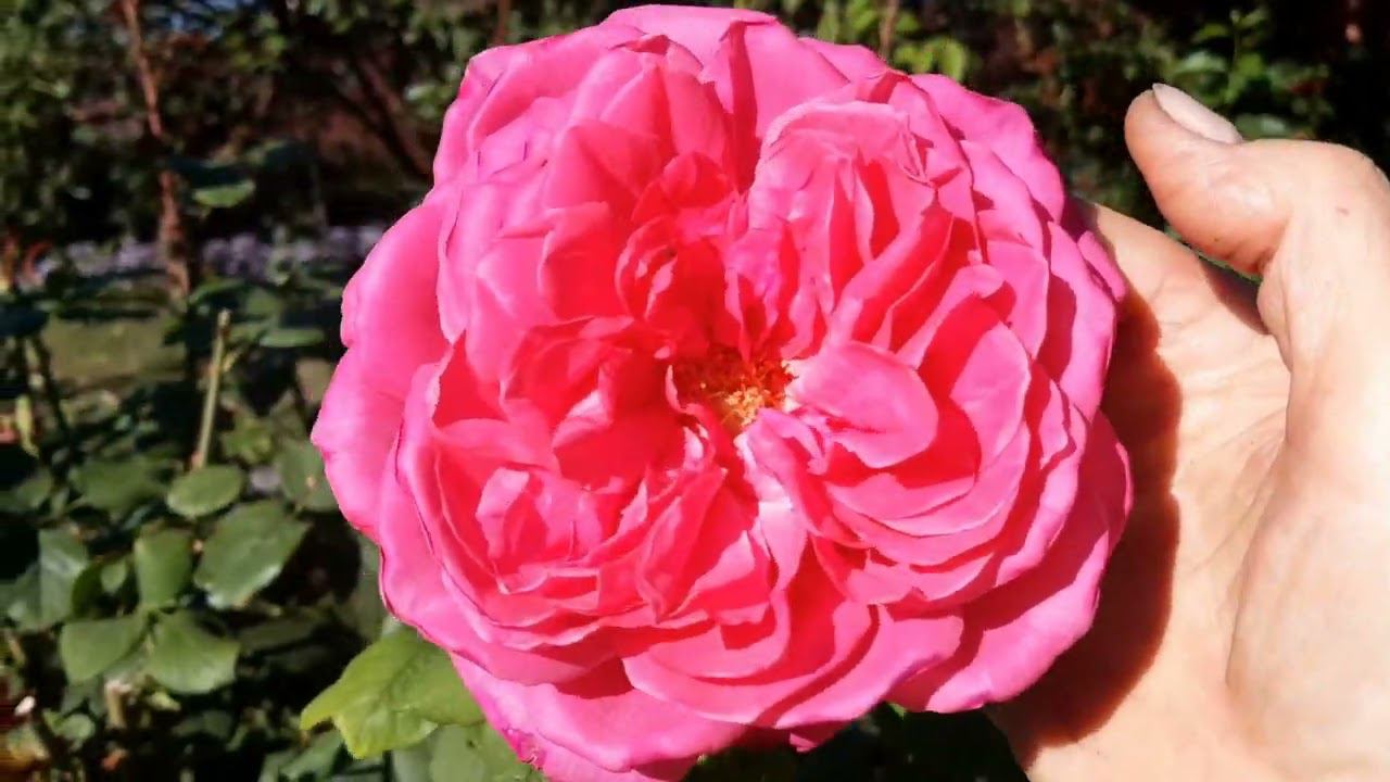 Красота осенних роз. 26 сентября смотреть онлайн