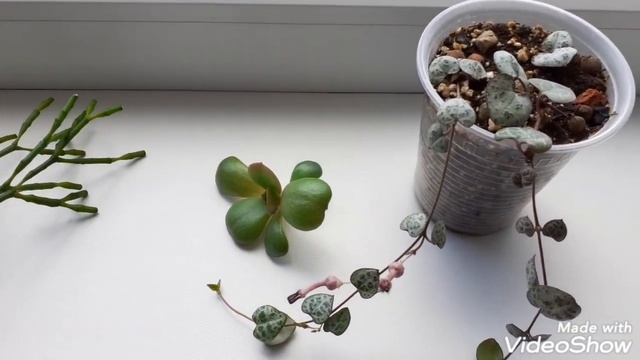 Отправляю посылки. 28.04.21г. Рипсалис пилокарпа. смотреть онлайн