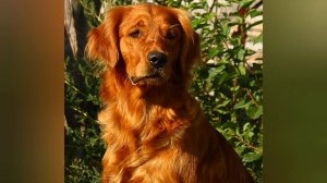 Рыжий пёс, сл. Г. Струве, муз. В. Степанова