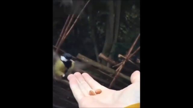 Bird Greed смотреть онлайн
