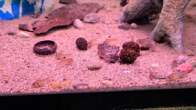 Corydoras Trilineatus Fry 50 Days Old смотреть онлайн