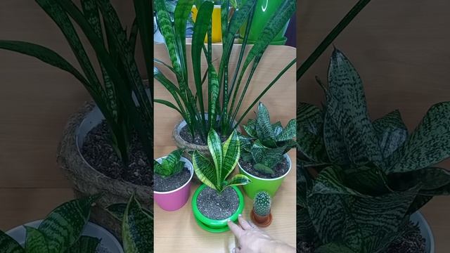 Какой цветок подарить скорпиону? смотреть онлайн