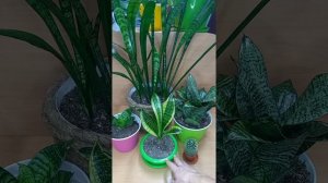 Какой цветок подарить скорпиону?