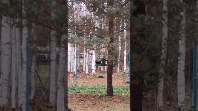 кормушка для птиц и белок смотреть онлайн