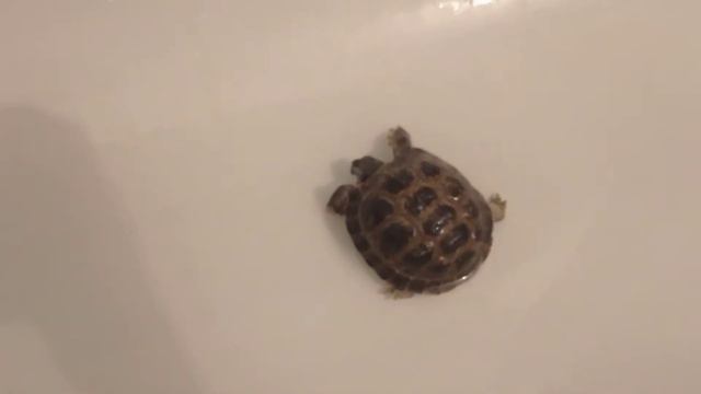 Разбор кладовой🧦👖//‼️Муся проснулась//Флот разгромлен ⛵💣 смотреть онлайн