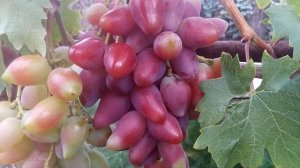 виноград Дубовский розовый