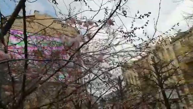 Цветение сакуры на Литейном пр. смотреть онлайн