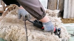 Стрижка овец машинкой / дело движется