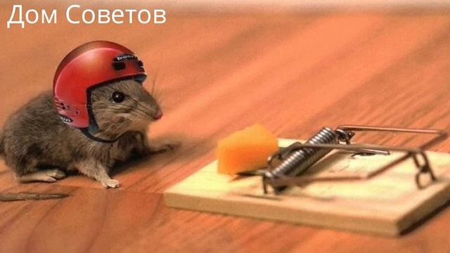 Тест! Как отличить Настоящий Сыр от Сырного Продукта с Пальмовым маслом смотреть онлайн