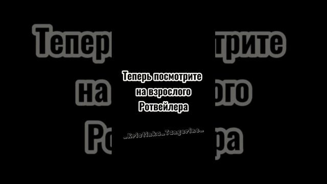#Edit#Ротвейлер💖❗️Звук мій❗️ смотреть онлайн