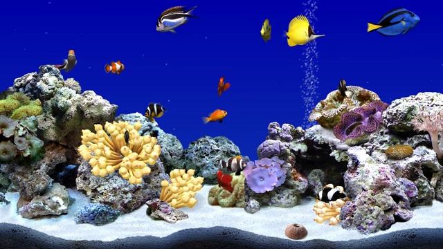 Digifish Clownfish Tank 5 (4K) смотреть онлайн