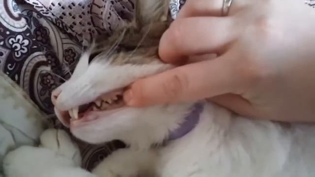 Доступ в пасть к кошке mp4 смотреть онлайн