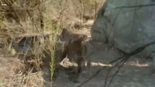 Рысь в Деле Рысь против Оленя, Пумы, Норки и Овчарки смотреть онлайн