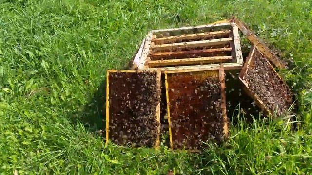 Осушка рамок с пергой. смотреть онлайн