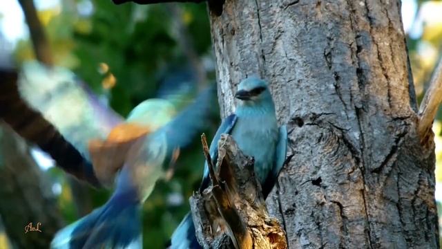 "Beautiful Earth" смотреть онлайн
